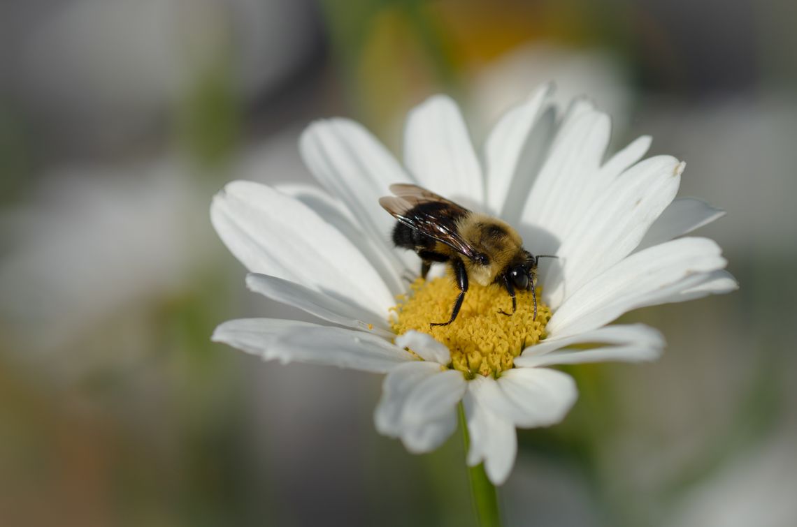 daisy bee