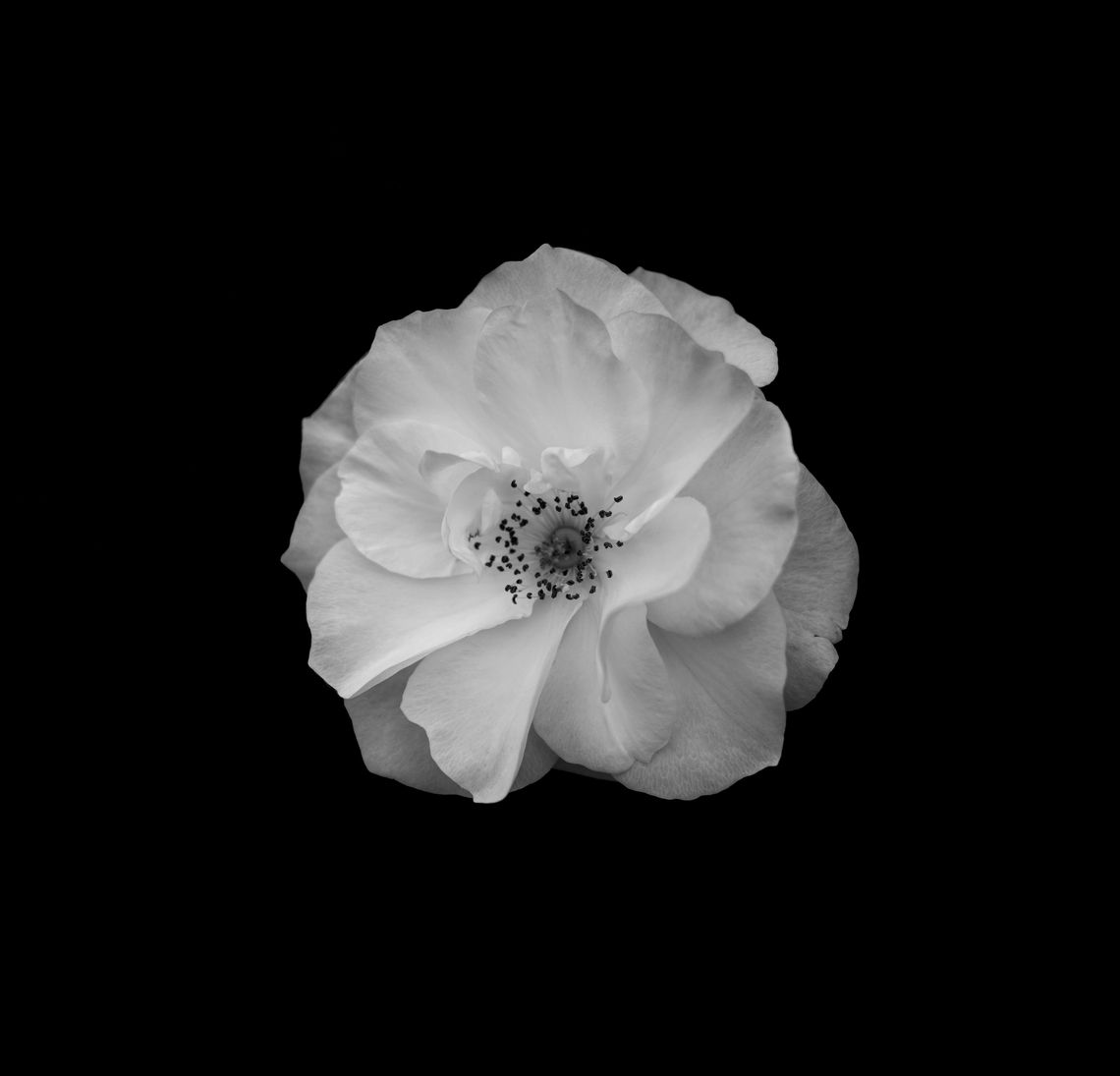 minimalist rose