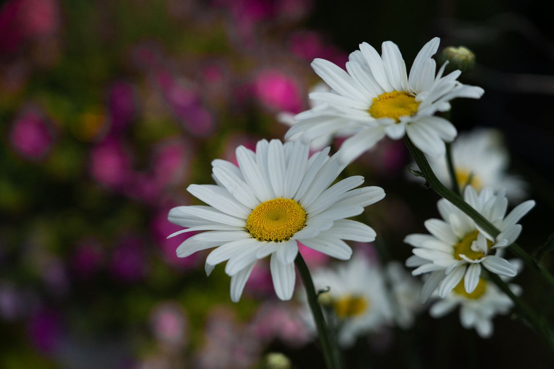 daisies in pink