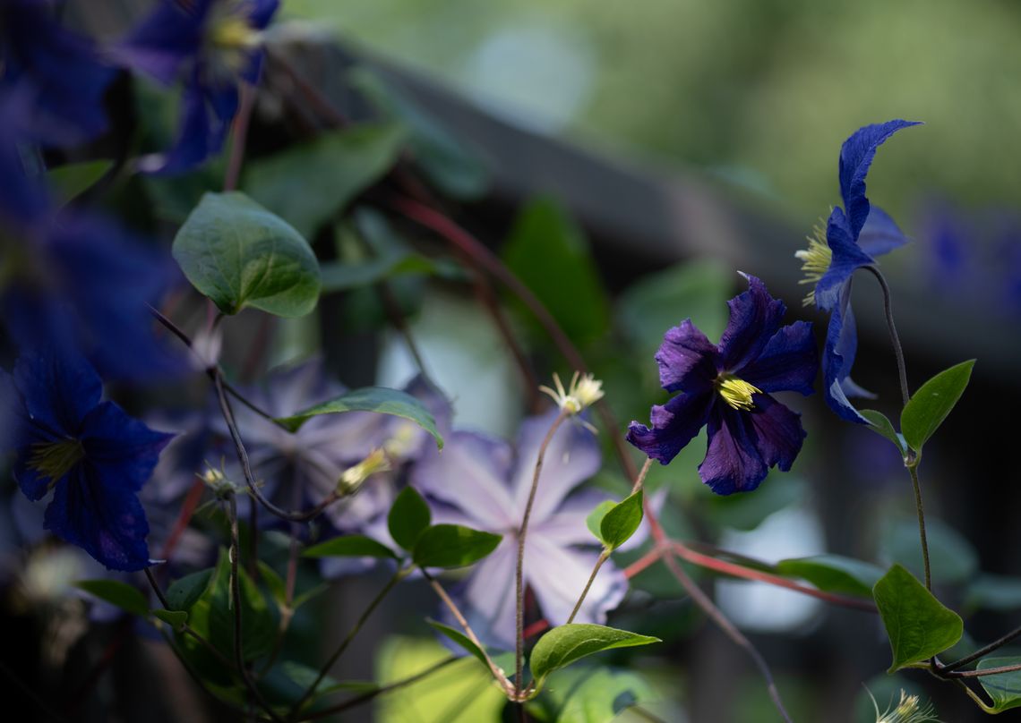 shades of clematis
