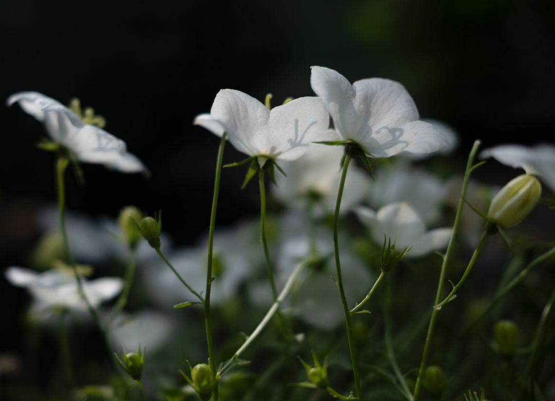 white bellflower