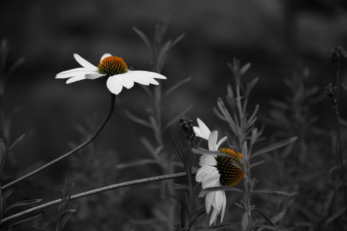 coneflowers in colour