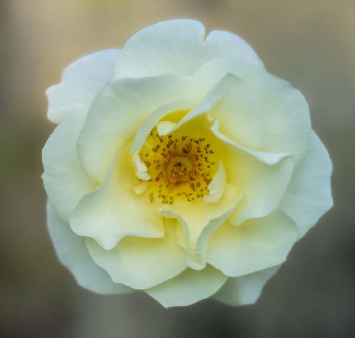 white september rose