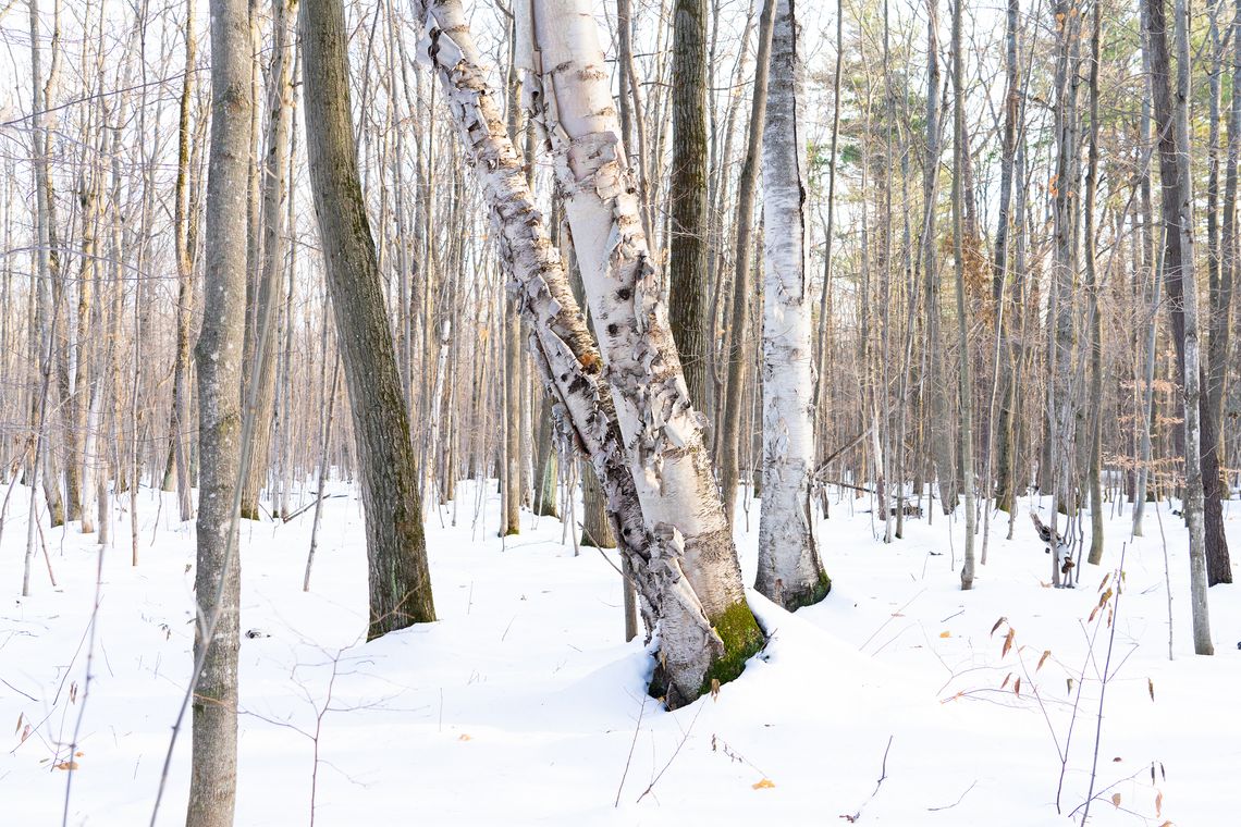 awenda winter trees