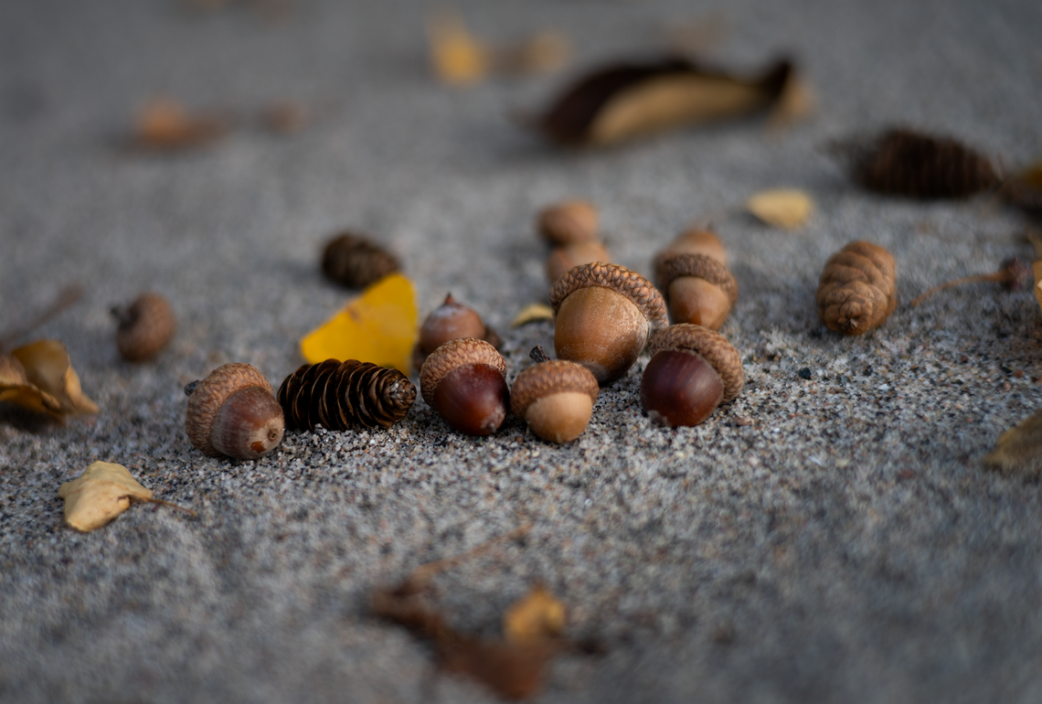 acorns in the sand