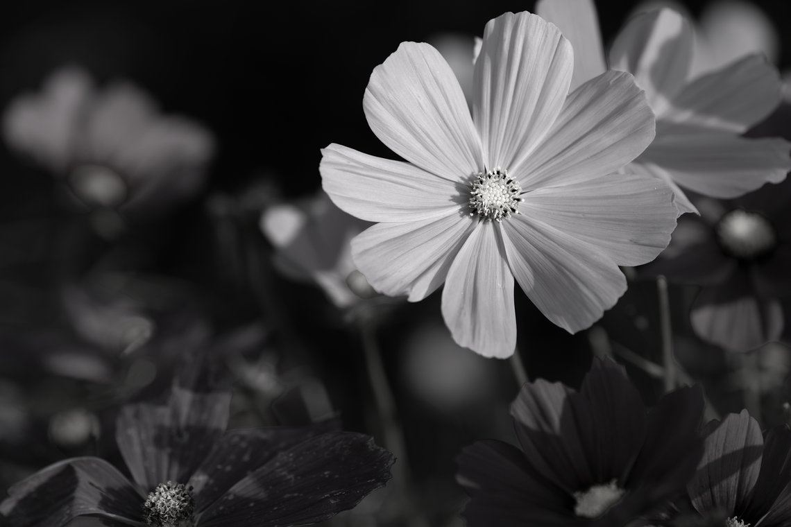 black and white cosmos