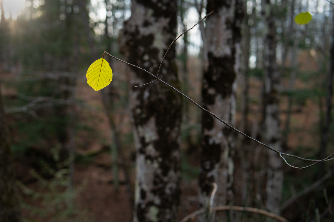 november yellow leaf