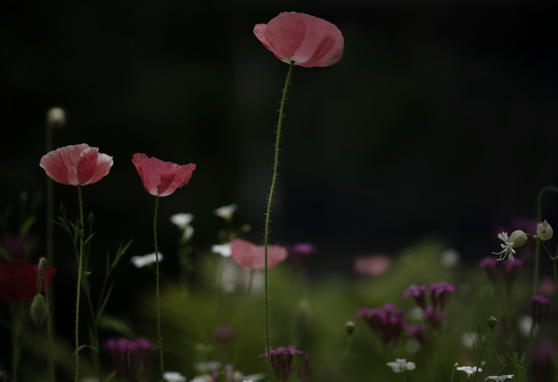 tall poppies