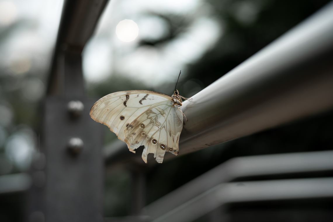 white morpho butterfly