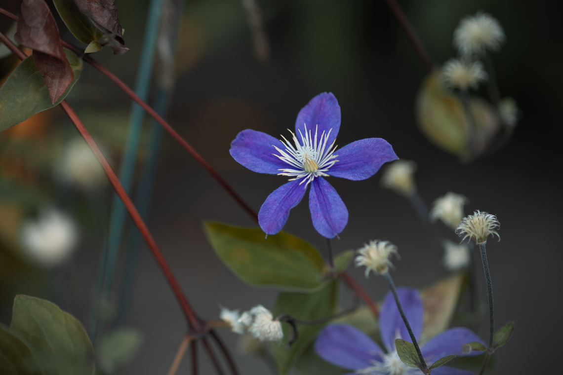 bright clematis