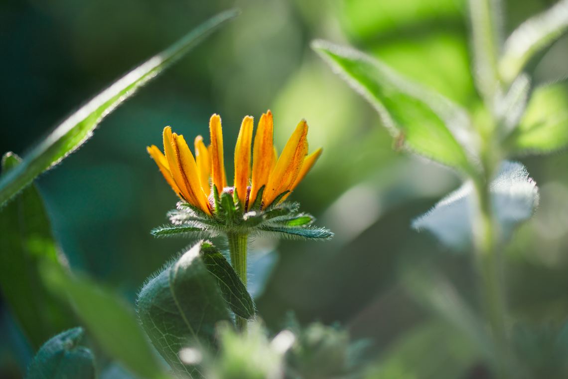 black-eyed susan in june