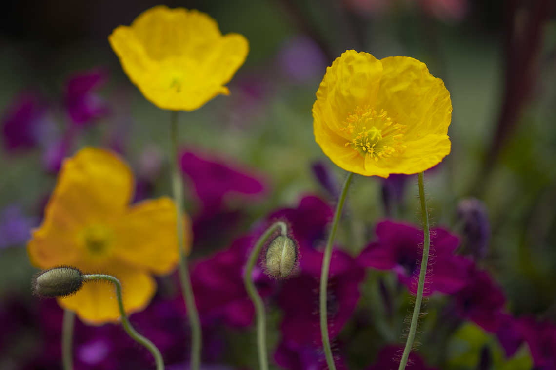 yellow poppies