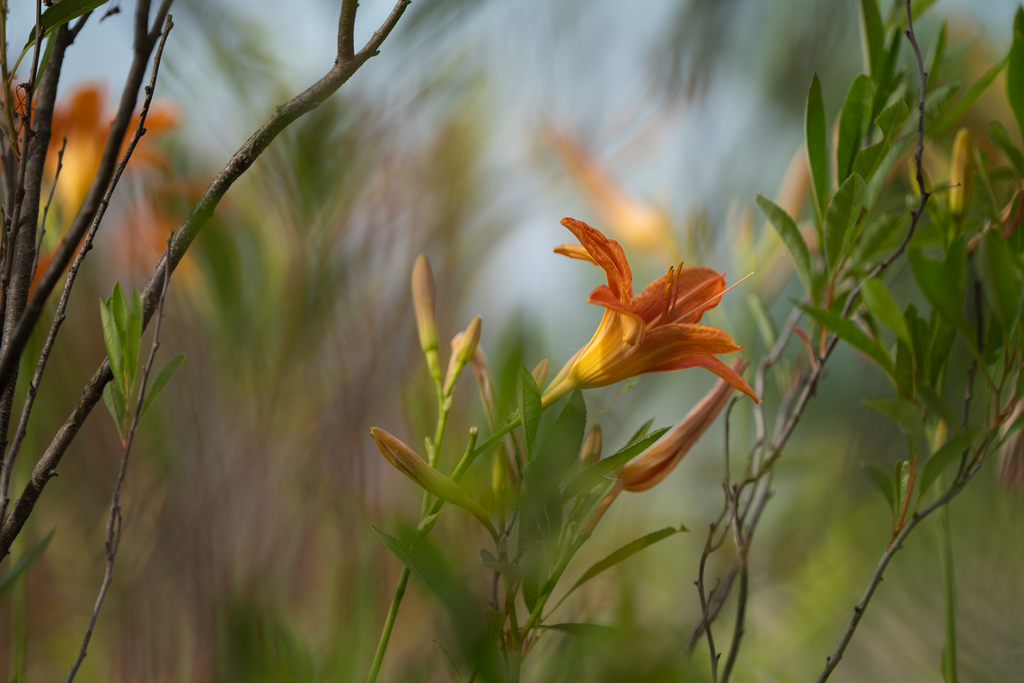 windy lilies