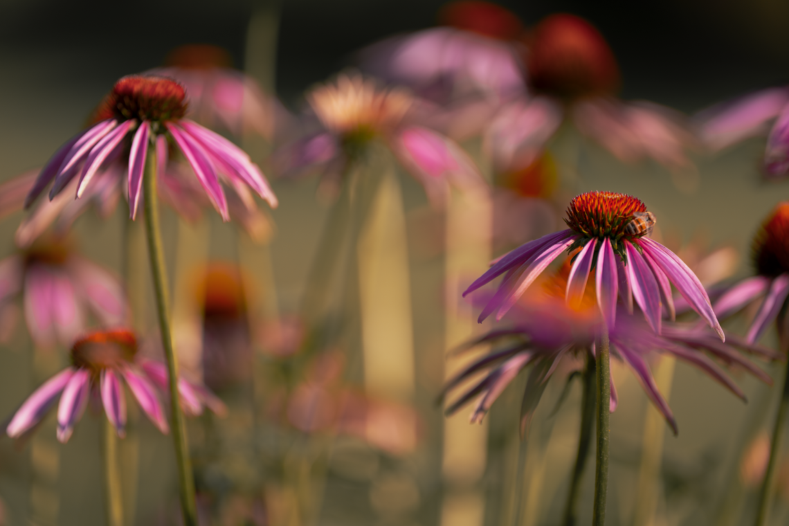 sunning coneflowers