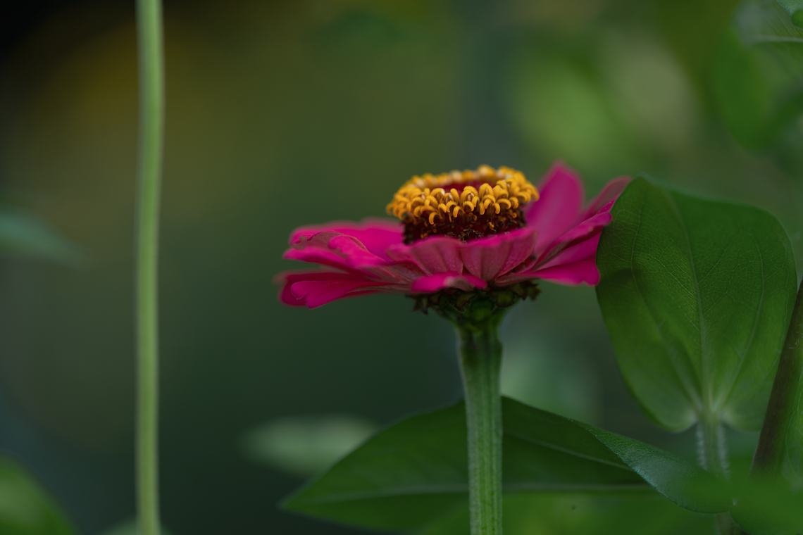 zinnia