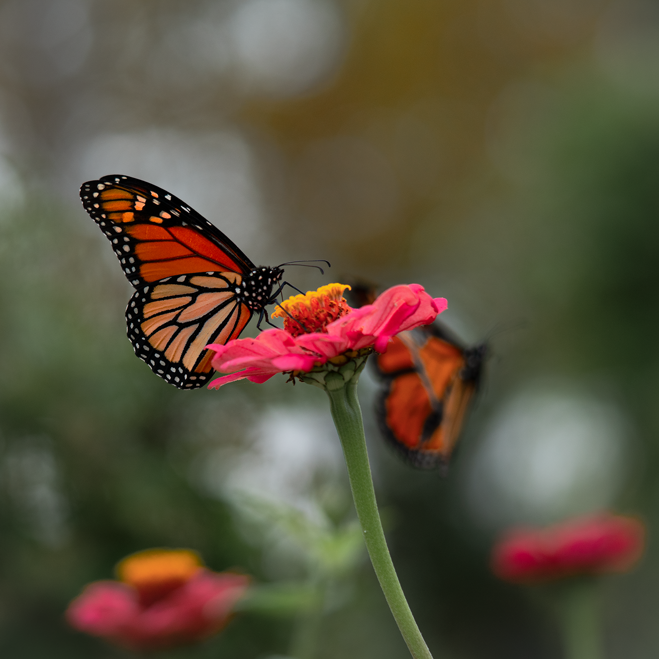 monarchs on zinnias