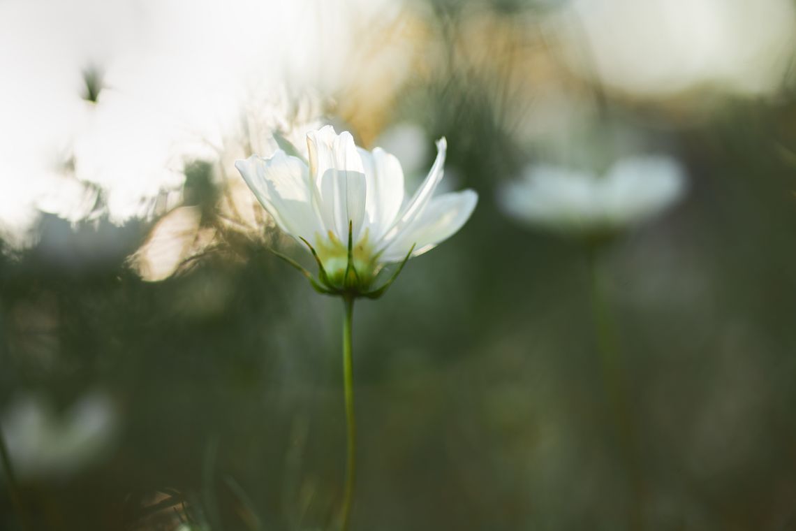 airy cosmos