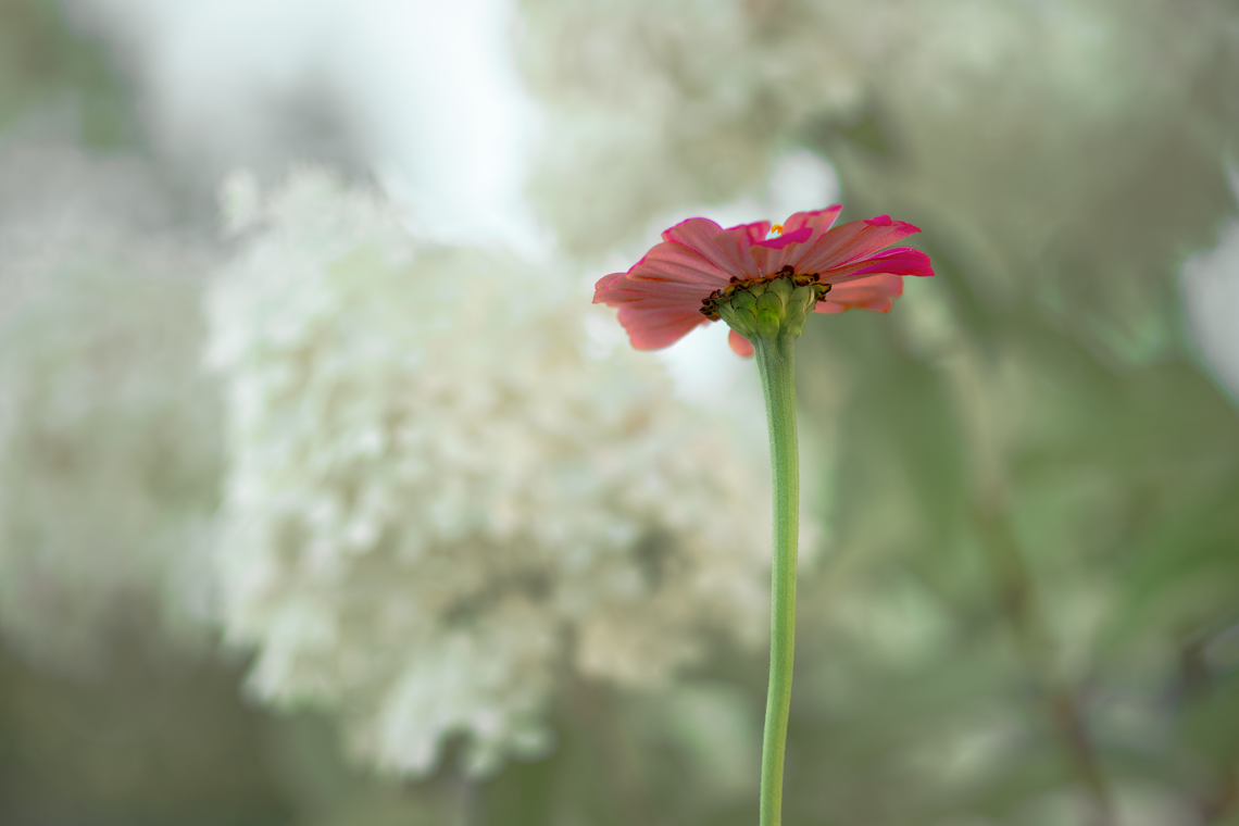 zinnia and hydrangea