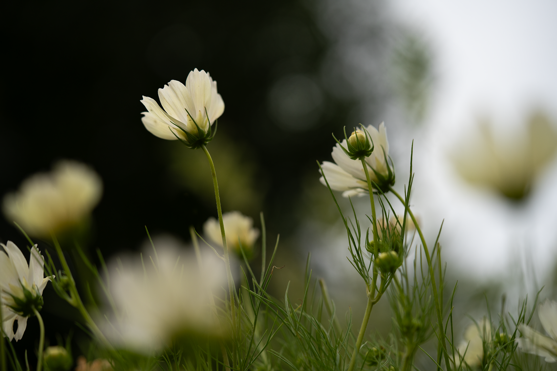 late summer cosmos