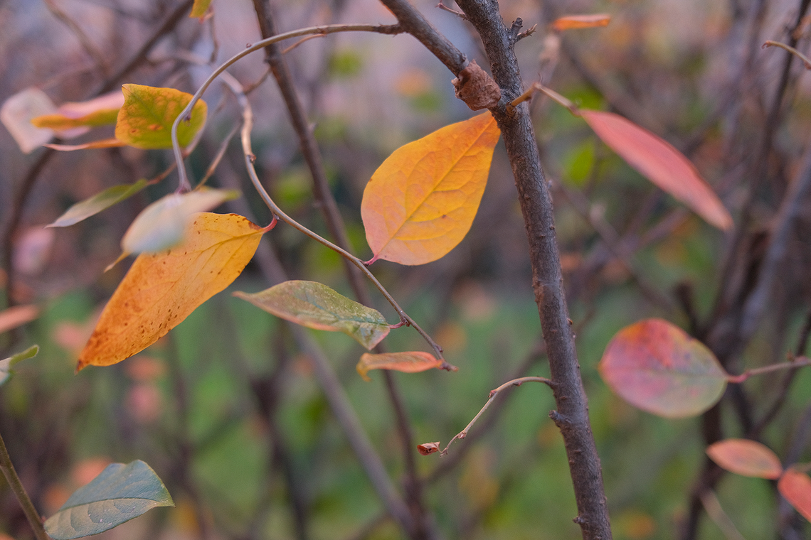 leaves