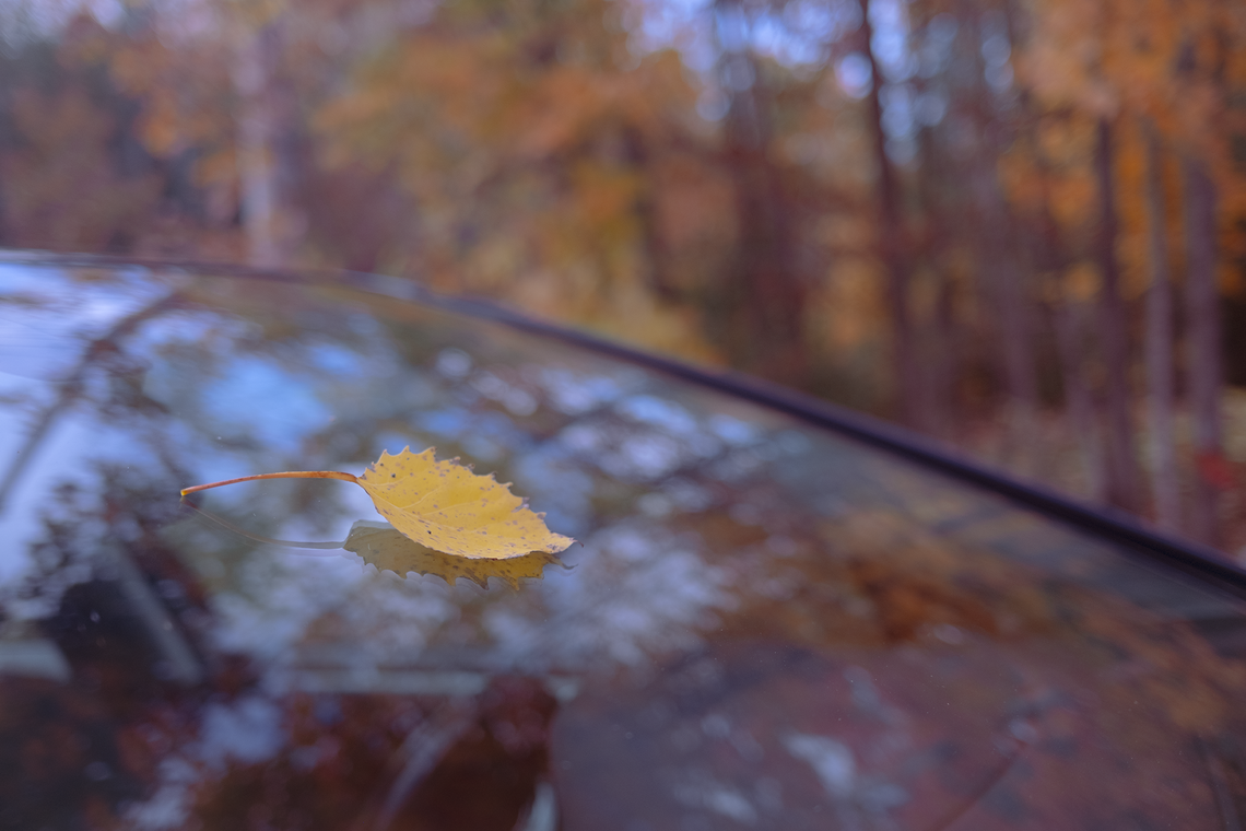 windshield