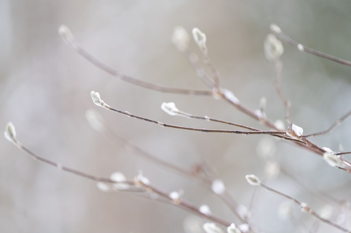 magnolia in winter