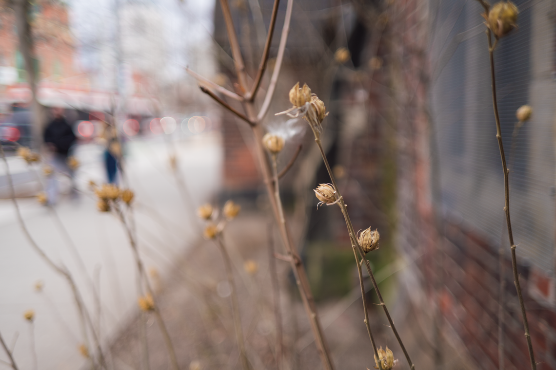 street flowers