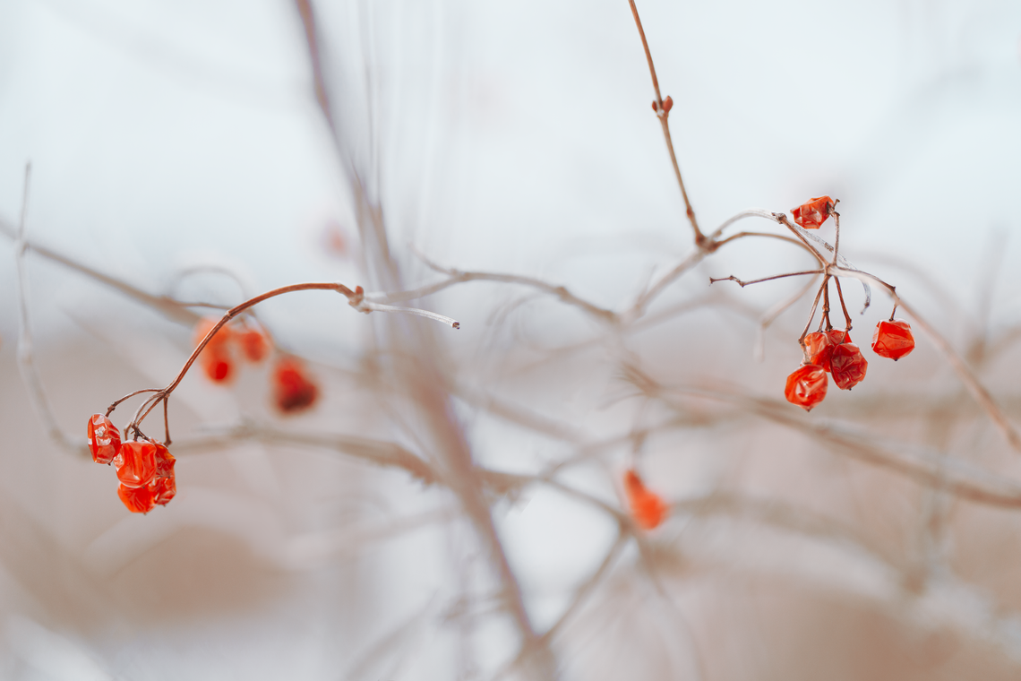 winter berries