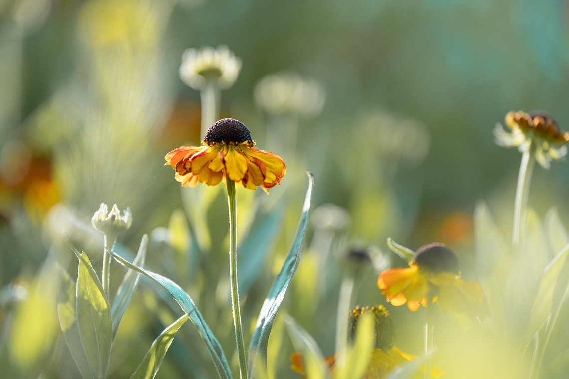 Sneezeweed