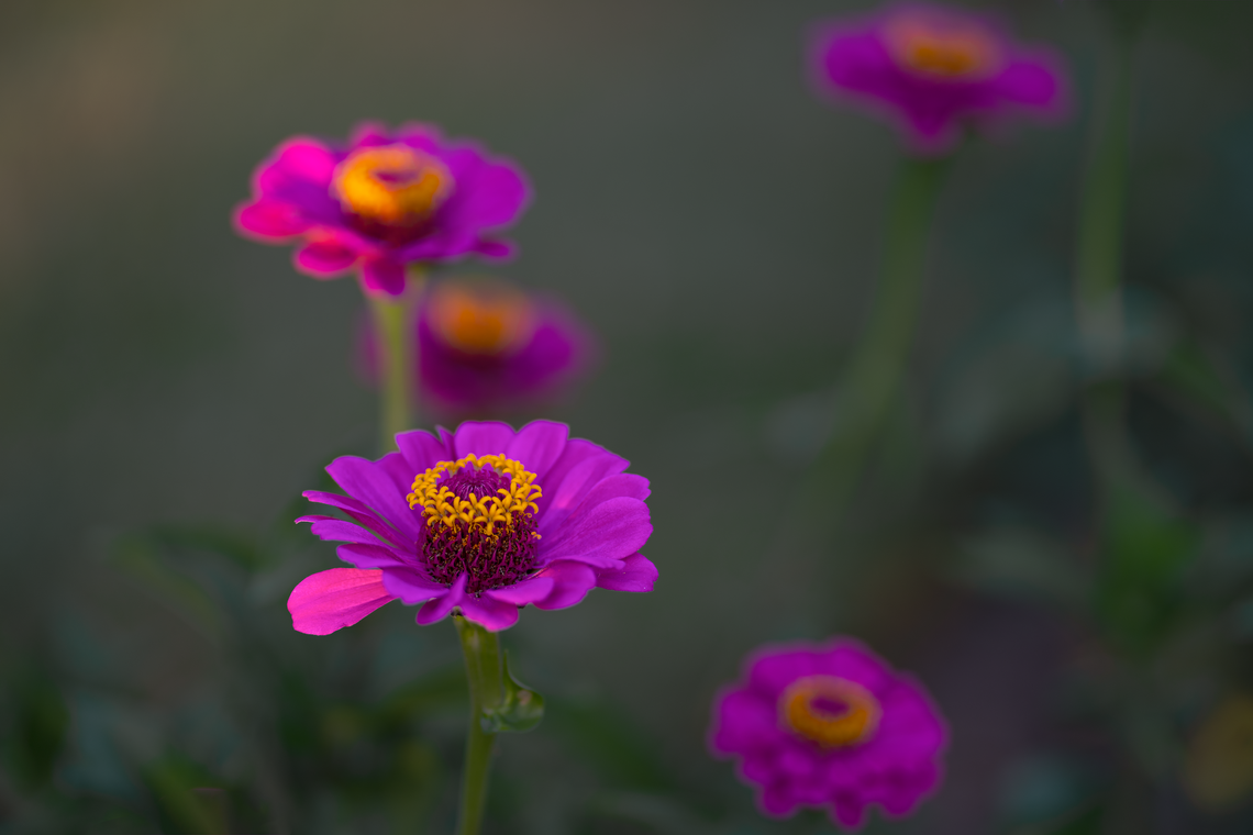 zinnias at sunset