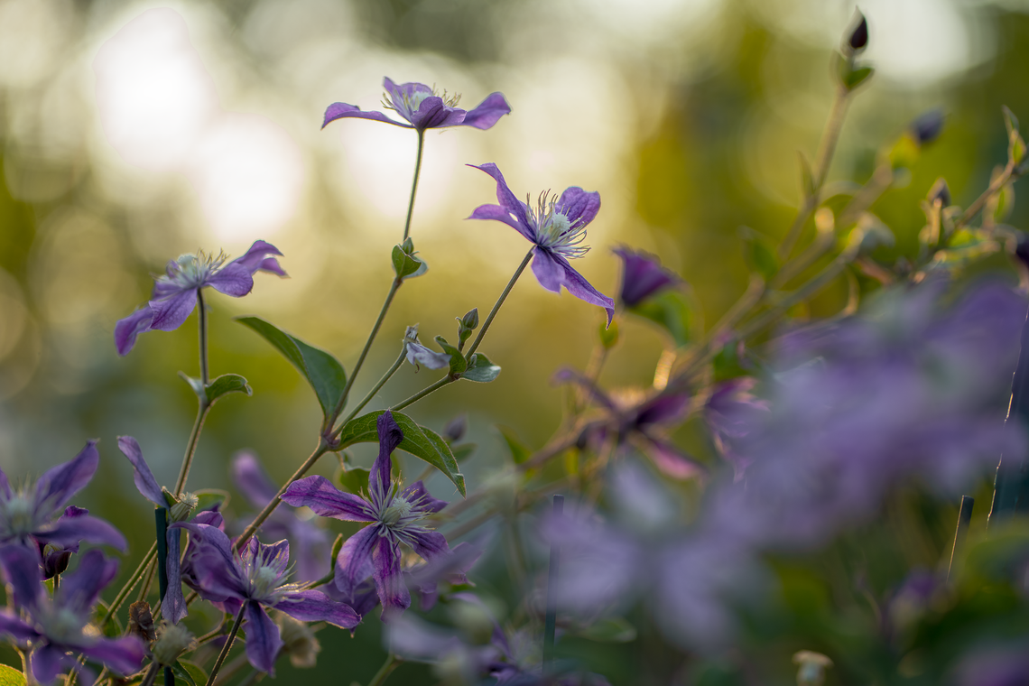 clematis at sunset