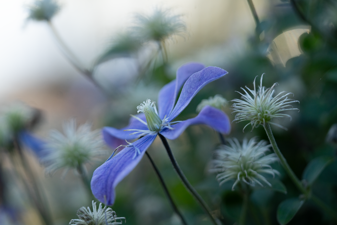 Late September Clematis