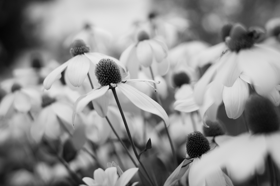 coneflowers