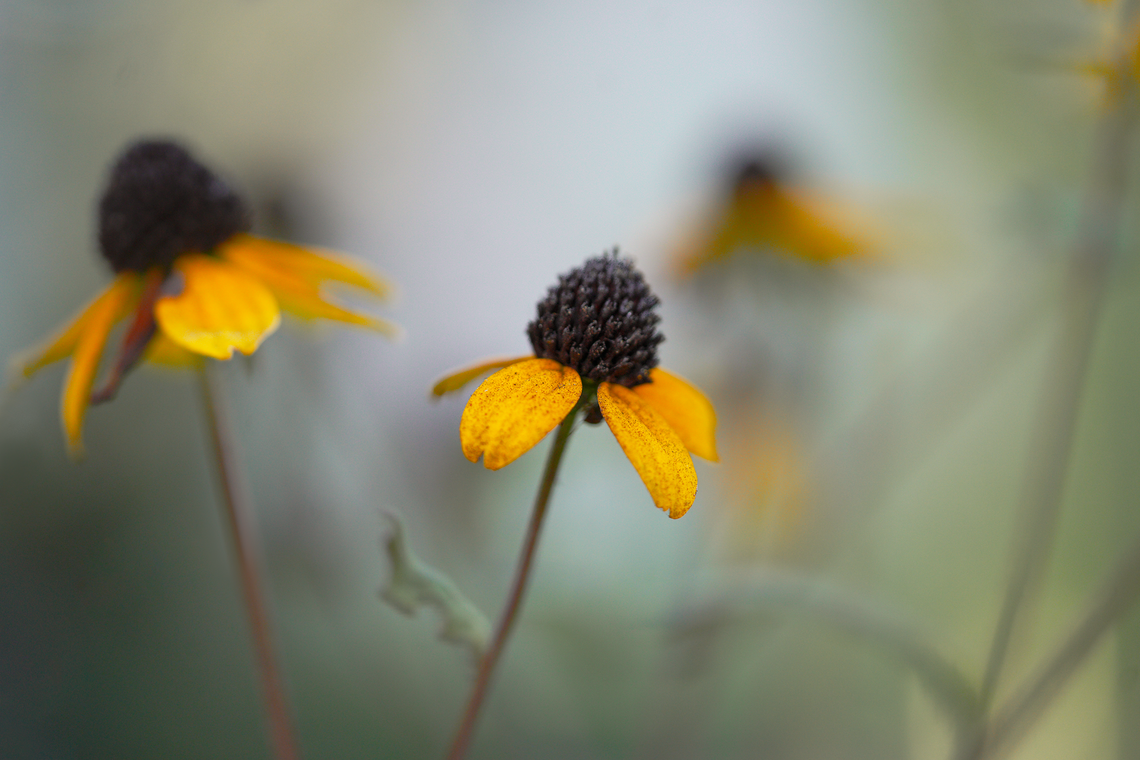 brown-eyed susans at dusk