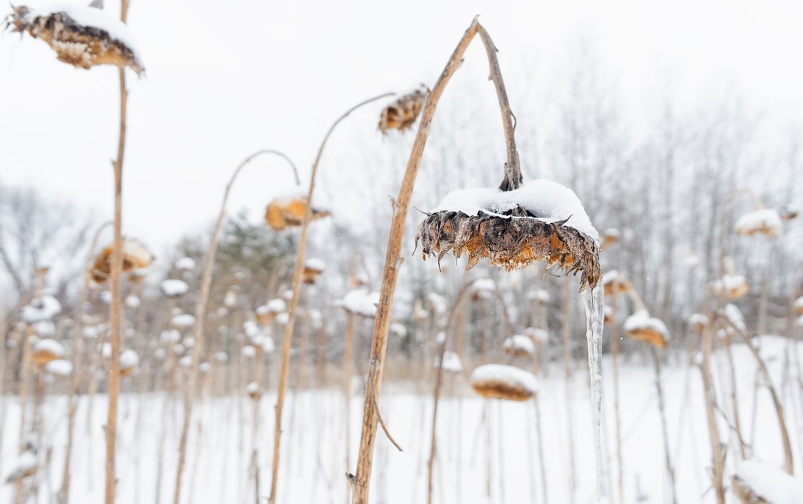 winter sunflowers