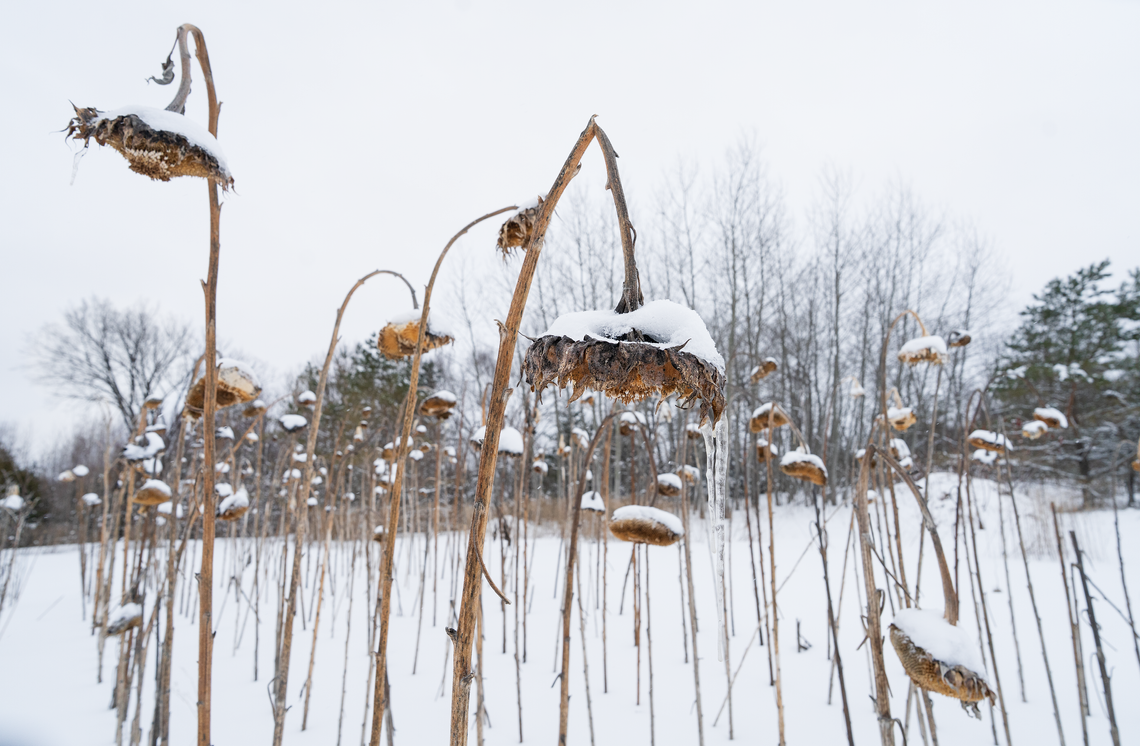 winter sunflowers