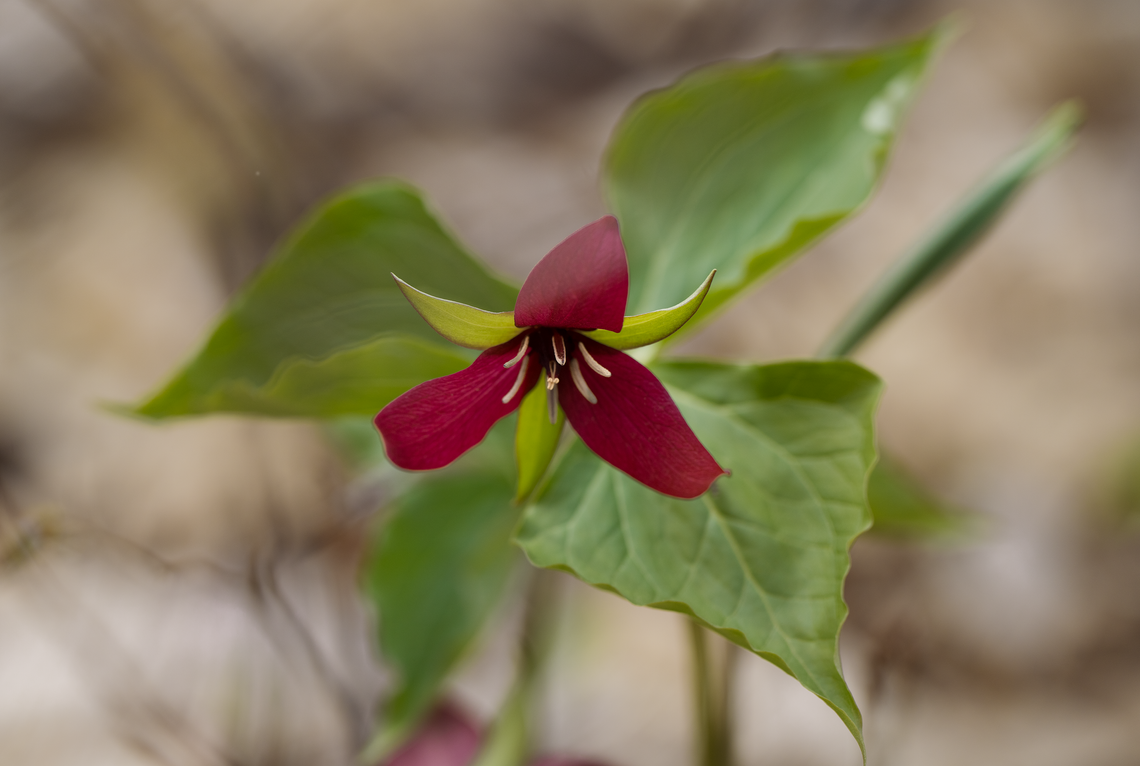 red trillium