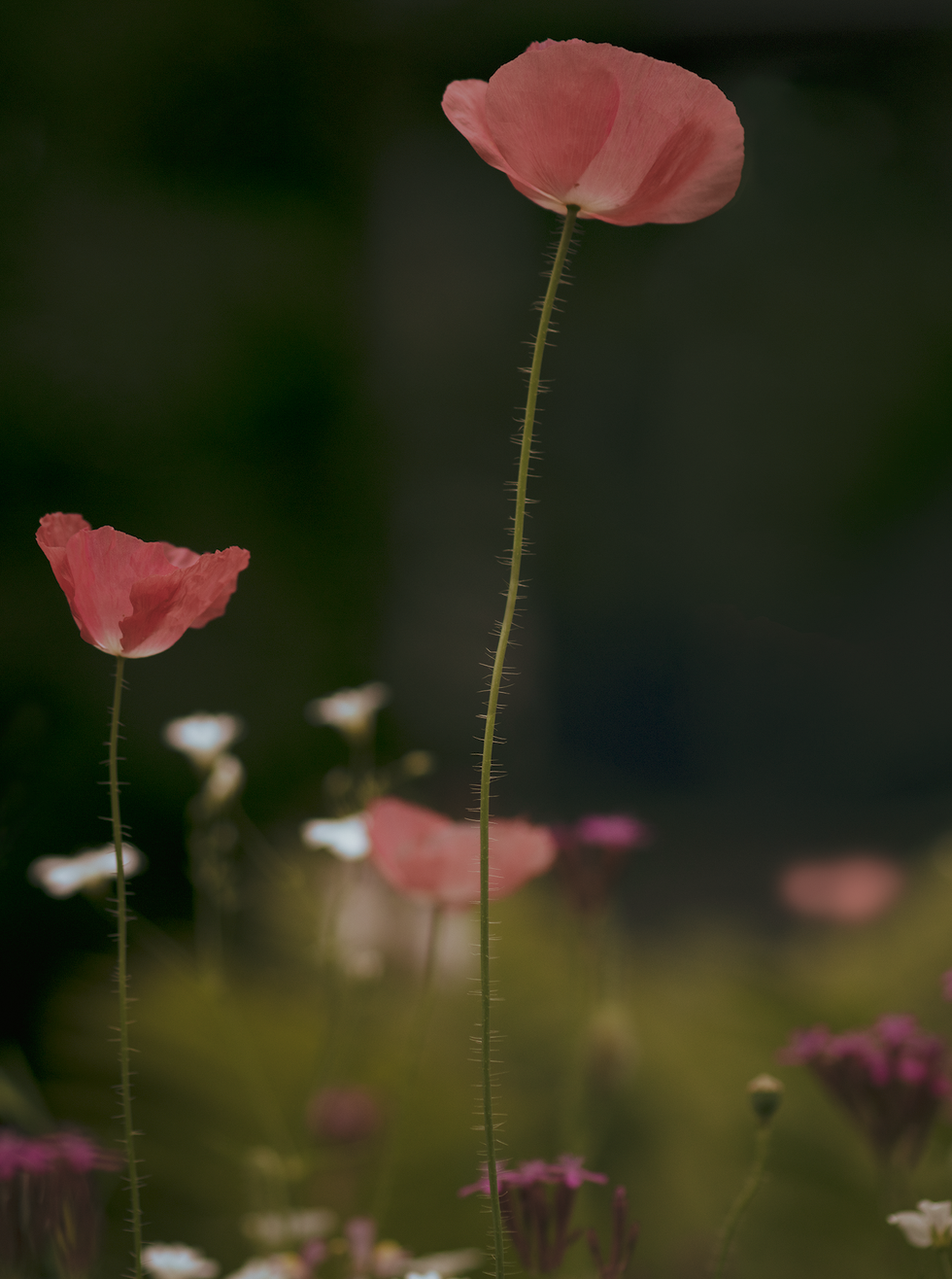 pink poppies