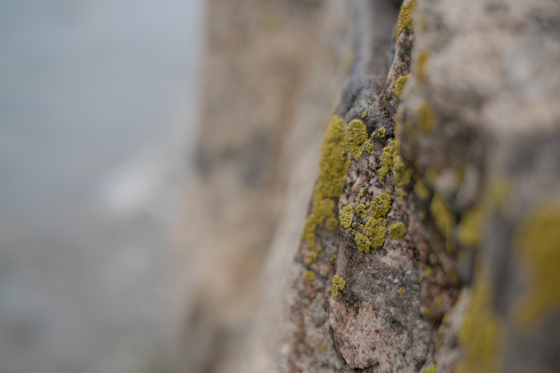 lichen