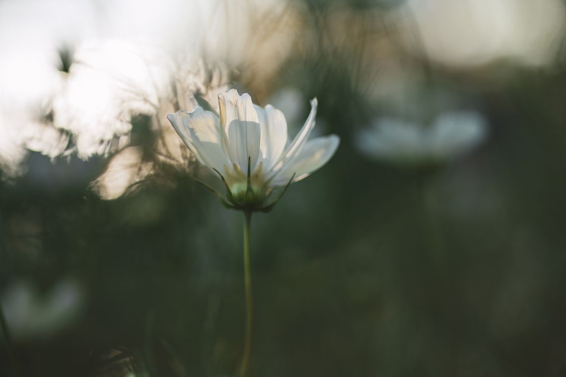 cosmos