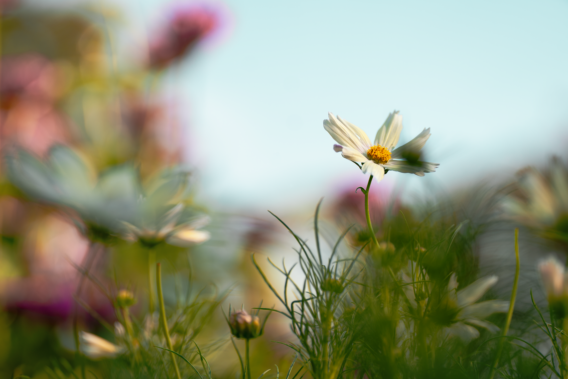 cosmos