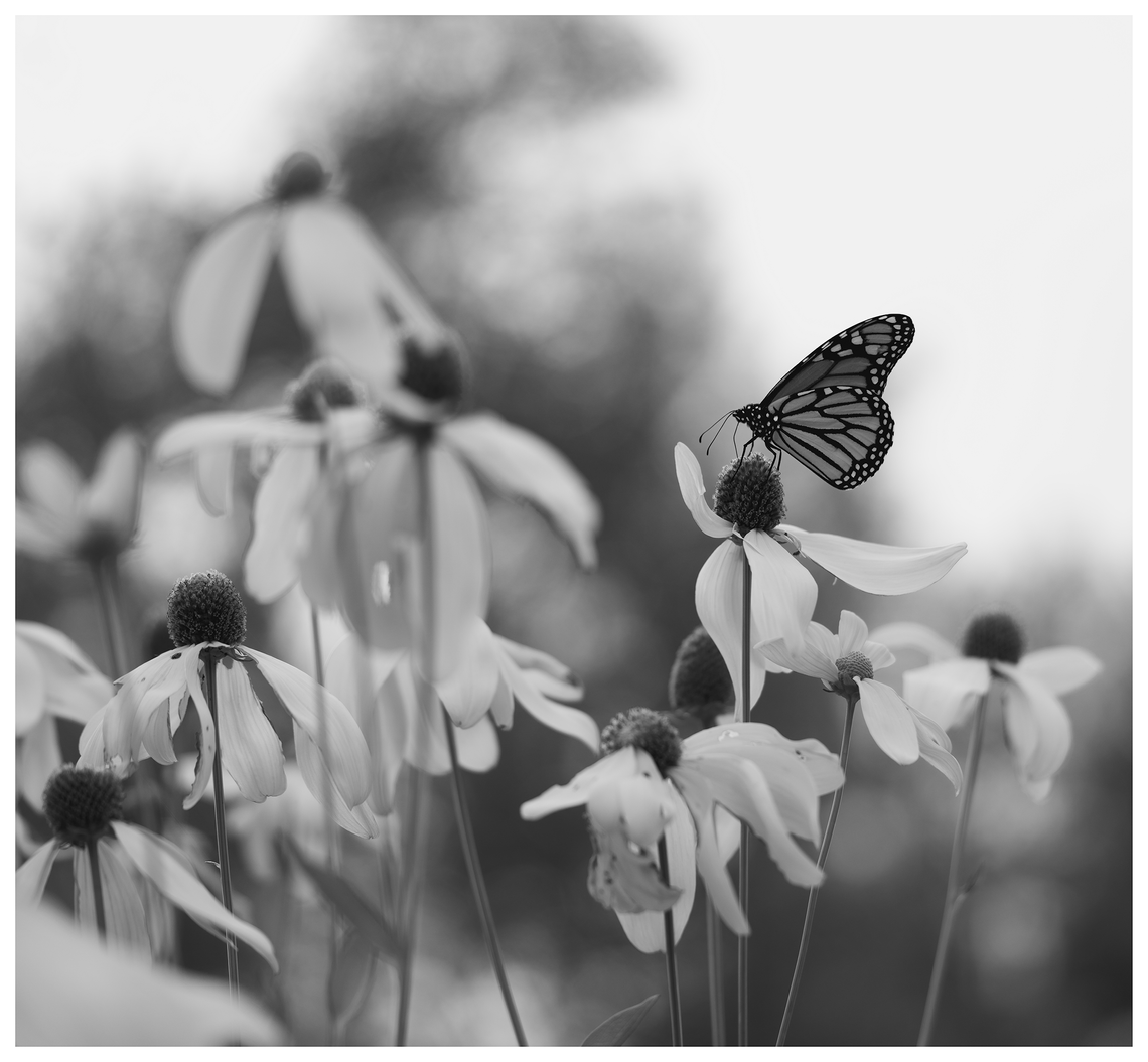 late in august