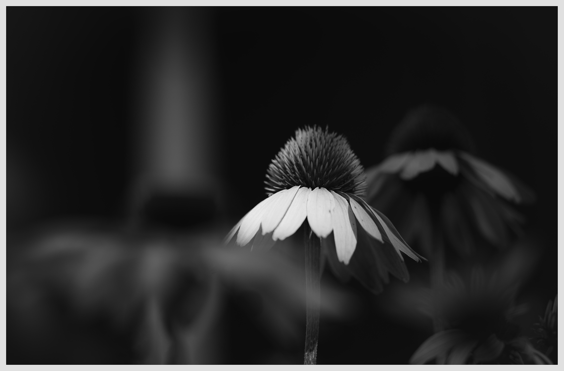 coneflowers