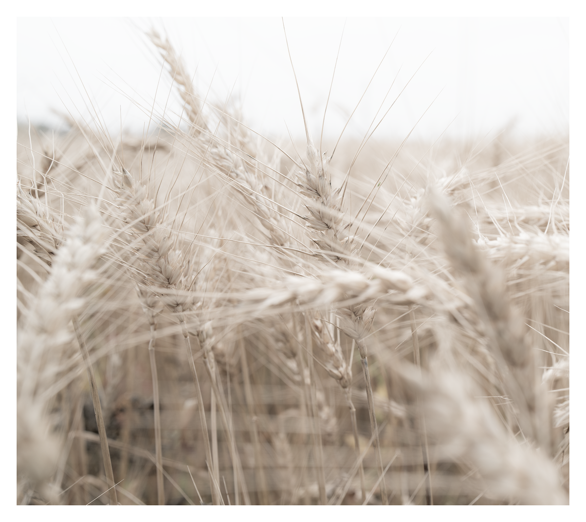 in wheat fields