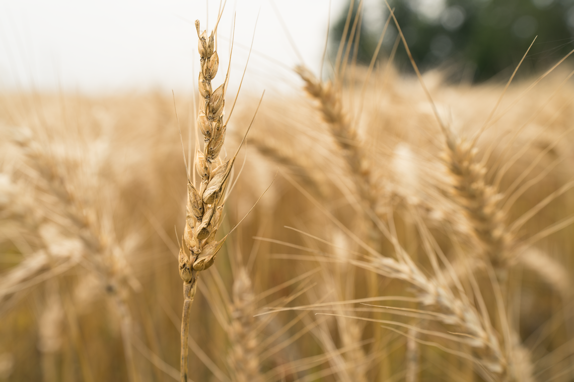 fields of gold