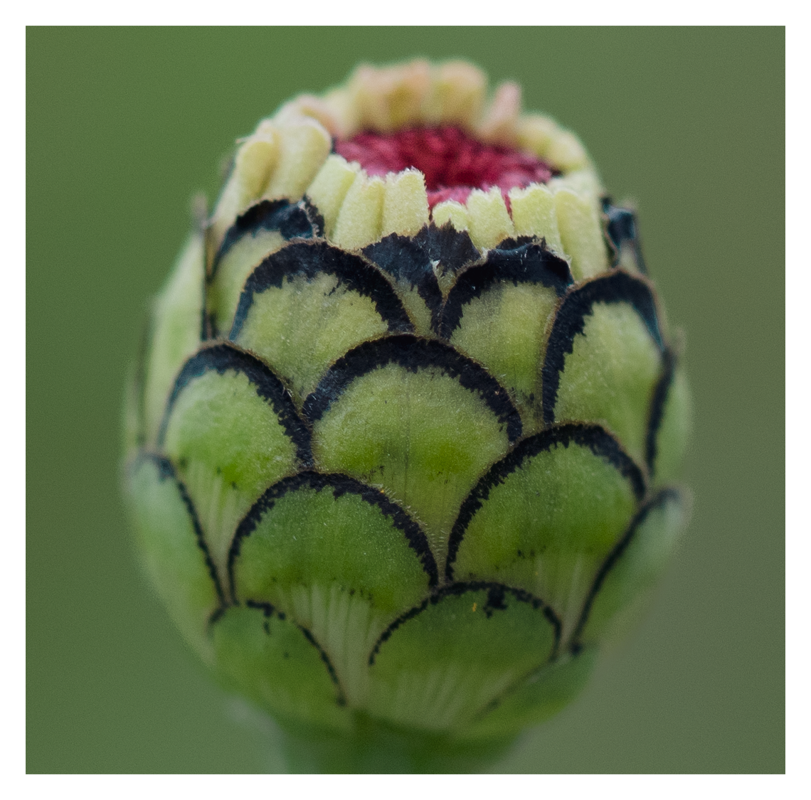 zinnia