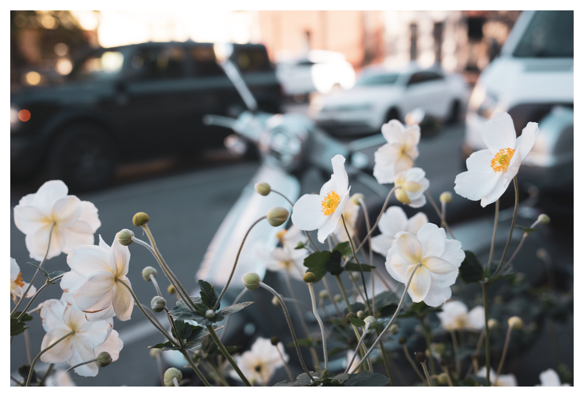 montreal anemones