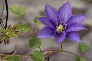 clematis