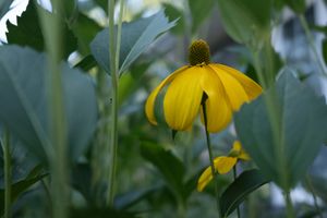 rudbeckia laciniata