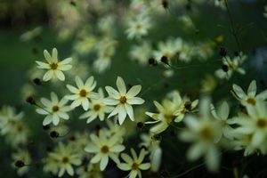 yellow coreopsis